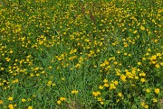 72 Prato in fiore